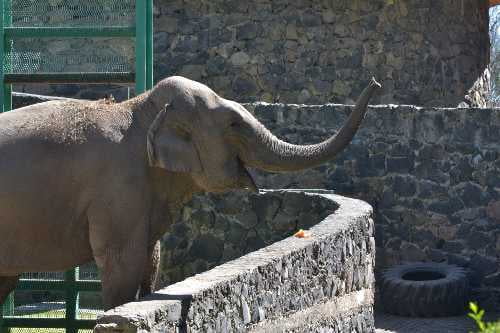 Se va Bireki, elefanta asiática de Zacango al Santuario Ostok de Sinaloa